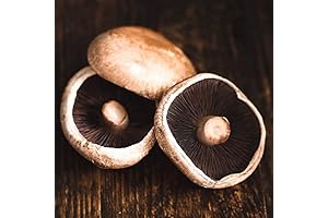 Cultivate Gourmet Mushrooms with Mushroom Mycelium Spawn