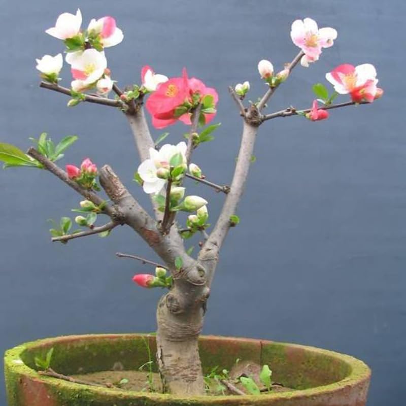 Miniatura 4 de Cautivadoras plántulas de cangrejo, manzana y begonia de Malus Spectabilis de 15 a 18 pulgadas de alto, hermosas plantas en maceta para tu jardín,