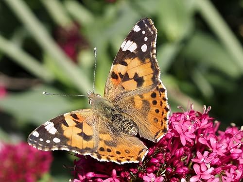 Miniatura 3 de Insect Lore Butterfly Garden Experience  Vale prepagado sin cargo  Canjee Raise and Release 5 Baby Painted Lady Caterpillars  Hábitat de observación