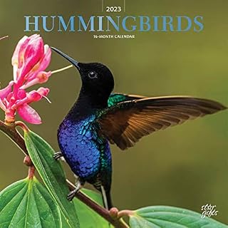 Hummingbirds | 2023 12 x 24 Inch Monthly Square Wall Calendar | Foil Stamped Cover and Stickers | StarGifts | Animals Wildlife