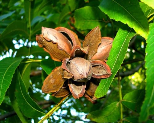 4 Pecan Tree Seeds | Carya Illinoinensis Nut Seeds
