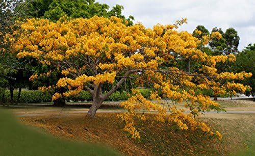 Yellow Royal Ponciana Flamboyant Delonix Regia 20 Seeds