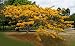 Yellow Royal Ponciana Flamboyant Delonix Regia 20 Seeds