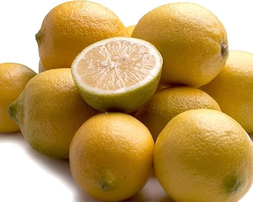 [ rc_ ] a̎RY I  7.5kg y _ς̒ɂق̂ȊÂ݁ID킢 z Y lemon Y  k k i h܂⃏bNXsgp j