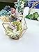 Bella's garden Geometric Gold Glass Terrarium Container Desktop Planter Succulent Fern Moss Air Plants Holder Miniature Outdoor Fairy Garden Gift Wedding Decor Box (Small, Gold)