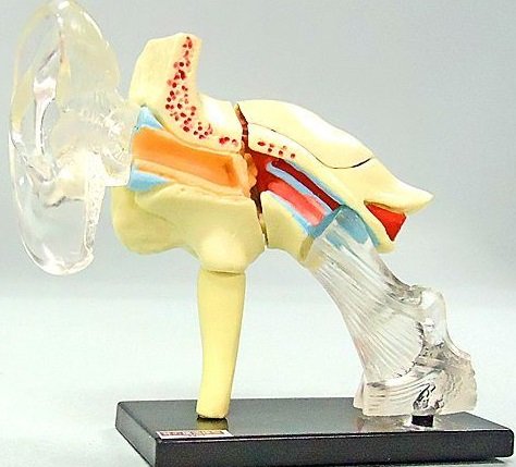 ユージン こどもの事典大百科 人体解剖図鑑 コンプリートセット Amazon