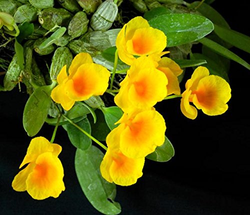 KOLKATA ORCHID ONLIN Dendrobium Jenkinsii sp Without Pot