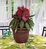 Zoom IMG-1 listo the hc companies sra10001p05 Zoom IMG-1 listo the hc companies sra10001p05