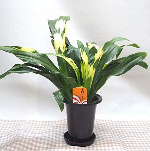 Amazon Co Jp 花想久里 はなおくり おもと 万年青 オモト 鉢 宝船 フラワーギフト 引っ越し の時に 厄除け 縁起がいい 人気 鉢植え ホーム キッチン