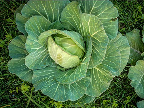 250+ Seeds Of Cabbage Copenhagen Market, Heirloom Brassica Oleracea, Non-Gmo, Open Pollinated, Early Cabbage Variety #TOP2