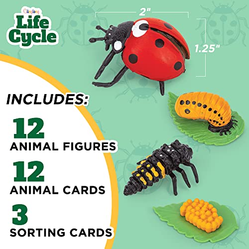 Glinglong Life Cycle Kit Toy Montessori - Realistic Figurine Toys, Kids Figure Animal Match Set With Frog, Ladybug & Butterfly - Includes 12-Piece. Educational & Fun Matching Game For Children 3+ #TOP1