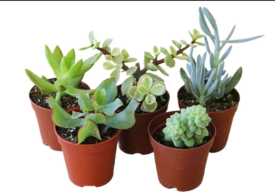 Prestige Plant Set of 3 Live Succulents – Real Mini Indoor Plants | Easy Care, Low Maintenance | Perfect for Home Decor, Office, Gifts, or Terrariums (Assorted Varieties)