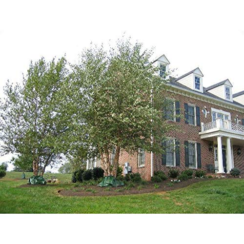 River Birch Multi-Stem Clump Tree in Quart Pot Plant #BV06