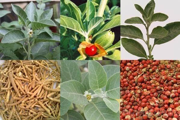 EverSneh Ashwagandha Medicinal live and healthy plant with pot (B0BLLXXY3P) Amazon Price History, Amazon Price Tracker