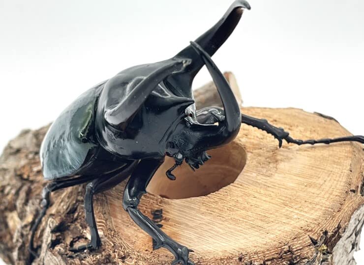 Amazon | 最大亜種！【DDA】コーカサスオオカブト スマトラ島 WD