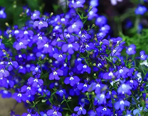 1000+ Blue Creeping Thyme Seeds For Planting, Dwarf Ground Cover Plants Easy To Plant And Grow, For Rocks And Lawns #TOP2