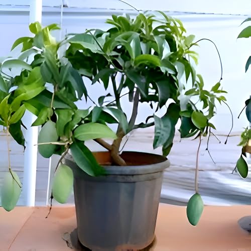 Image of Healthy Hybrid Thai All Time Mango /Baramasi Mango Fruit Grafted Live Tree || For Home Garden Outdoor & Indoor Plant Height 1.5ft-2Ft.