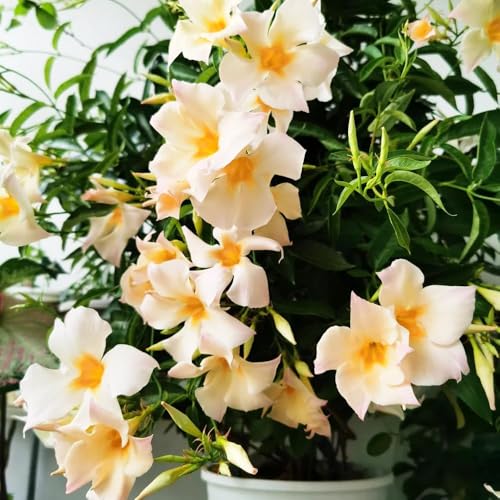 120samen dipladenia - balkon Mandevilla winterharte für draußen, wildblumenwiese mehrjährig, garten blumensamen balkon, kletterpflanzen