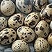 Farm Fresh Quail Eggs *Laid in the USA* Hormone Free; Non-GMO - (12 Count) *Eating Eggs*. Carefully Sourced and Selected for Quality, Ideal for Cooking picked daily on family operated farms