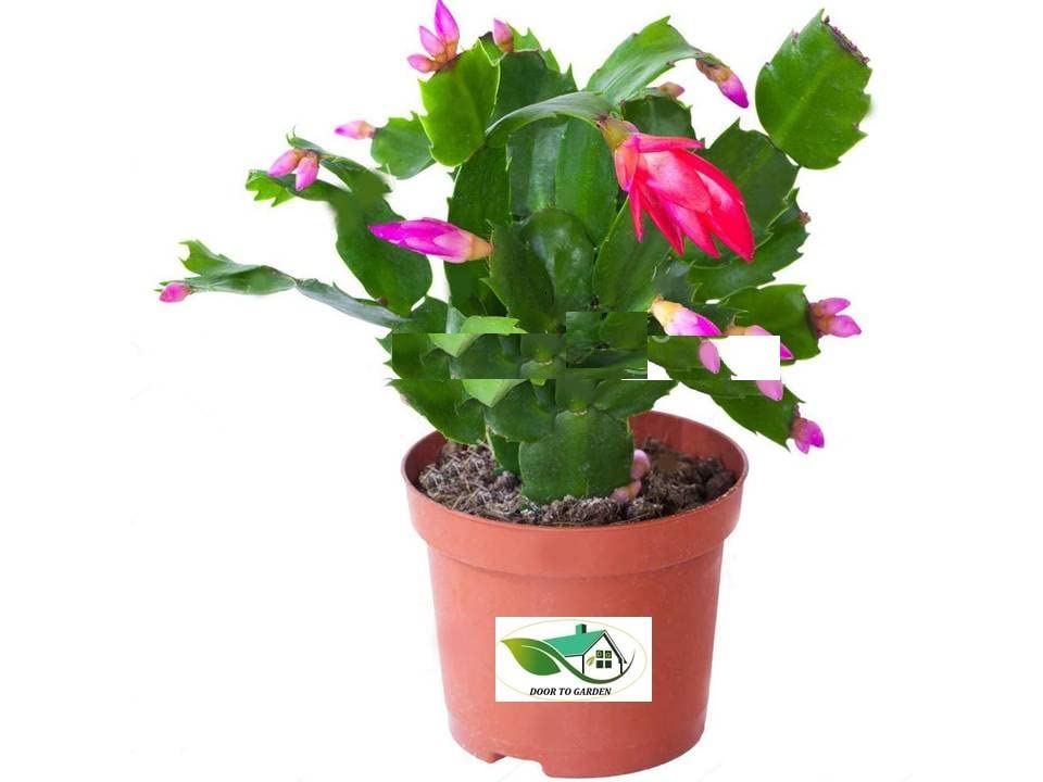 Garden Nature Care Christmas Cactus Plant (B09N9K48S5) Amazon Price History, Amazon Price Tracker