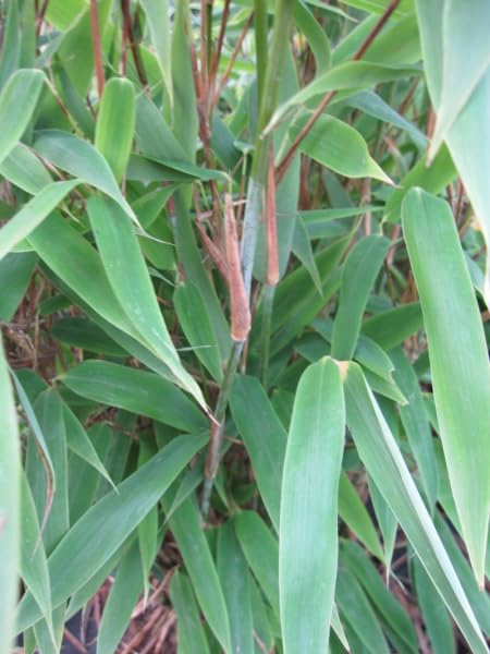 grünlilie englisch Grünlilie kaufen | Chlorophytum comosum