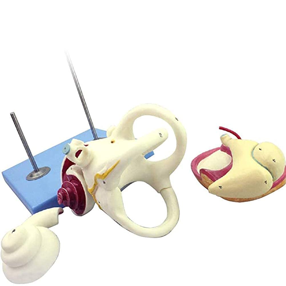 Model anatomiczny powiększony model ucha wewnętrznego, kości kostnej i błony bębenkowej, używany do nauczania medycznego, pełny, do anatomii, model szkieletu artystycznego