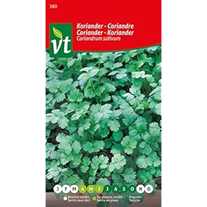 Koriander Coriandrum sativum, Kruiden in Pot, Bloembak of Open Ground.