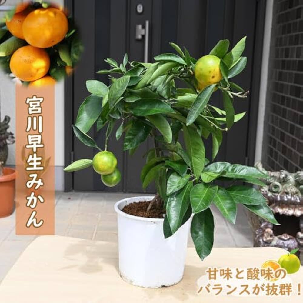 51T9Wnzj3OL._AC_UF1000,