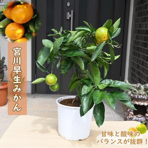 宮川早生蜜柑苗木 果樹 実が沢山付き 鉢ごと発送 みかんの苗木 宮川早生（実付き）【果樹の苗木 8号鉢 接木苗／1