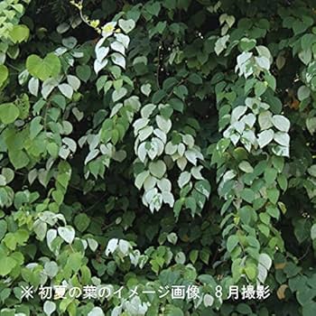 マタタビ　挿し木苗　チビ苗ポットごと　２本入り× 35＋おまけ5セット￼ マタタビ 挿し木苗 チビ苗ポットごと 2本入り× 35＋おまけ5セット￼