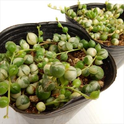 グリーンネックレス グリーンネックレス：斑入り3号ポット の通販 | 園芸ネット