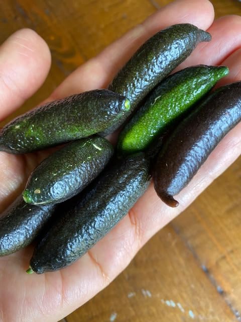 Generic Fresh Naturally grown Finger Limes - 12 count *Free Priority Shipping included, medium