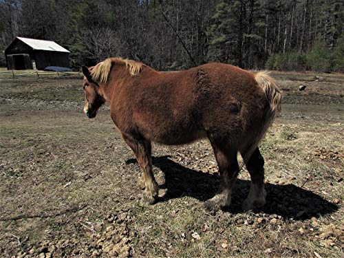 Fred The Bashful Horse (English Edition)