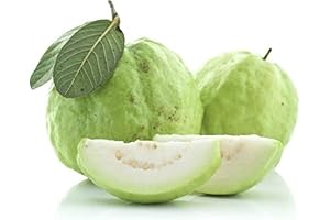 White Guava Plant: A Tropical Treat for Your Home