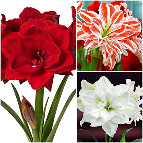 Amaryllis Bulbs - Holiday Mix - 3 Bulbs Mixed Container Garden Cut Flower Garden