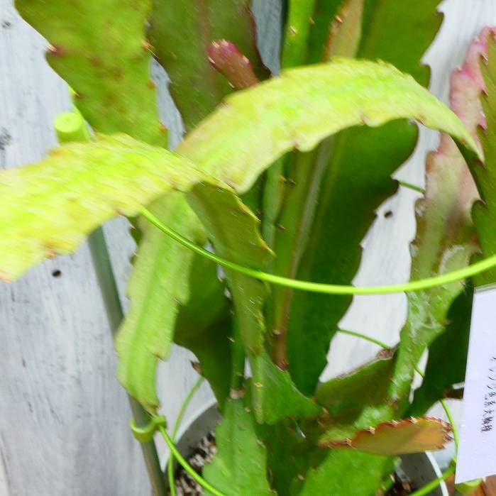 Amazon | 孔雀サボテン オレンジ色系大輪種 5号大株 開花見込み株 多肉