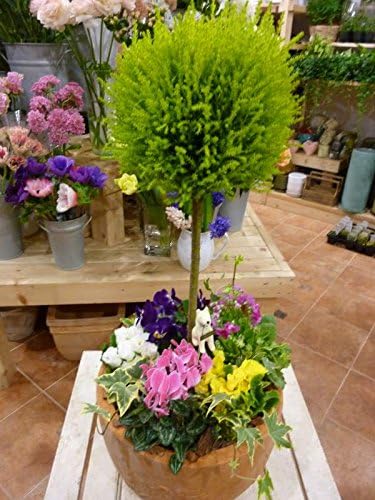 Amazon コニファー ゴールドクレスト トピアリー仕立て スタンド Lサイズをメインに季節のお花でおまかせ寄せ植え テラコッタ陶器鉢 おまかせピック付き 鉢植え 観葉植物 オンライン通販 Amazon コニファー ゴールドクレスト トピアリー仕立て スタンド Lサイズをメインに季節のお花でおまかせ寄せ植え テラコッタ陶器鉢 おまかせピック付き 鉢植え 観葉植物 オンライン通販