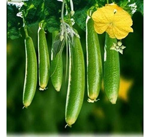 UGANIO PLANT Vegetable seeds Hybrid Vegetable Seeds Sponge Gourd, Peechinga, Goshali, Ghiya Tori - 20 Seeds