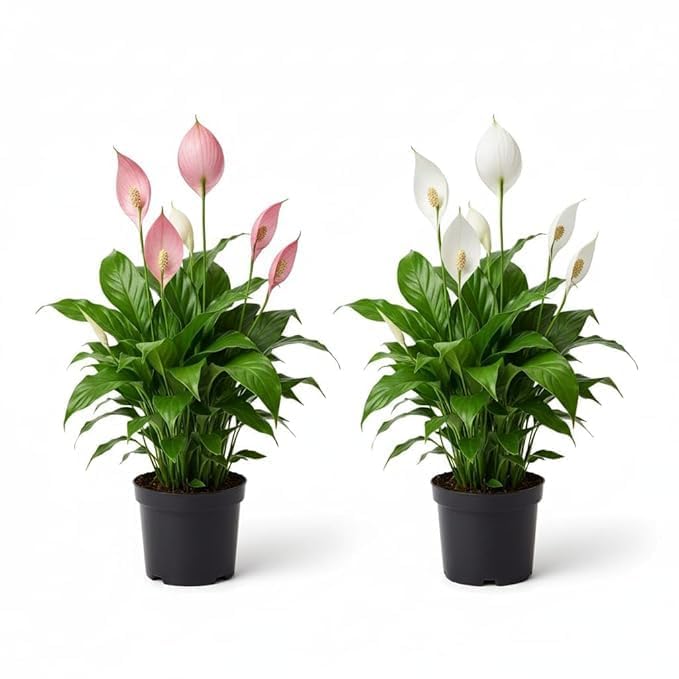 Peace Lily Combo Plant | Live Indoor Flowering Spathiphyllum | Air Purifying Houseplant for Home and Office | Low Maintenance Decorative Plant for Gifting With Pot (PEACE LILY) FA