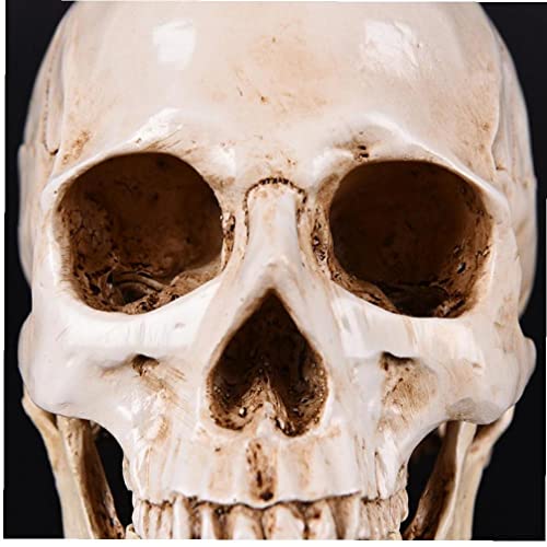 Crâne de collection en résine médicale, artisanat haut de gamme - 4