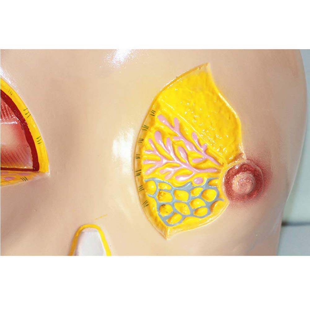 Modello anatomico del Seno - Modello anatomico di Organo Umano - Modello anatomico del Seno Femminile - per Studio, Esposizione, insegnamento, Modello Medico, Forniture di Laboratorio