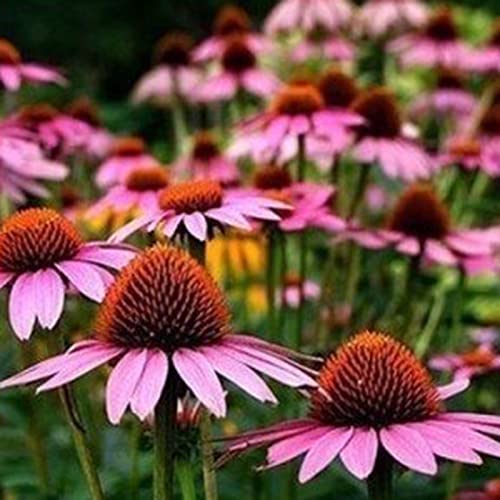 como es la planta echinacea [ Todos los productos al Mejor Precio