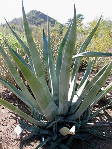 Amazon｜【種子】Agave Mapisaga◇アガベ・マピサガ◎ブルーの葉
