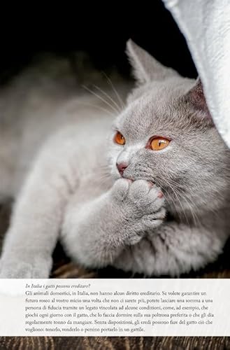 111 Cose Sui Gatti Che Devi Proprio Sapere - 17