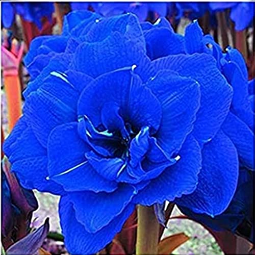 Amaryllis Bulbs-Amaryllis Plant Bulk Amaryllis Bulbs for Planting Now UK,Hardy Perennial,Garden Flowers,Ornamental Flowers,Wedding Flowers-1bulbs-c Amaryllis Bulbs-Amaryllis Plant Bulk Amaryllis Bulbs for Planting Now UK,Hardy Perennial,Garden Flowers,Ornamental Flowers,Wedding Flowers-1bulbs-c