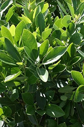 Miniatura 8 de Anís verde bosque - 3 plantas vivas - Illicium Parviflorum - Seto de hoja perenne amante de la sombra