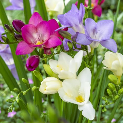 BRECKS - Multi-Color Flowering Cool Breeze Freesia Blend Dormant Bare Root Summer Flowering Bulb Mixture 20 Bulbs per Offer