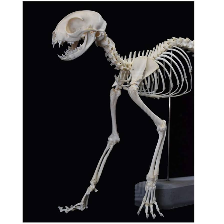 【新品未使用】Elenco 猫の全身骨格模型 新品未使用】Elenco 猫の全身骨格模型 Amazon.co.jp: 猫の骨格解剖