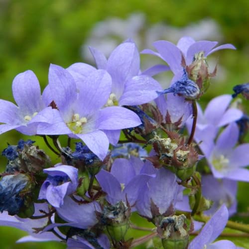 6 x Campanule à fleurs laiteuses 'Pouffe' - Campanula Lactiflora - Godet 9x9cm - Fleurs lilas, dense, basse