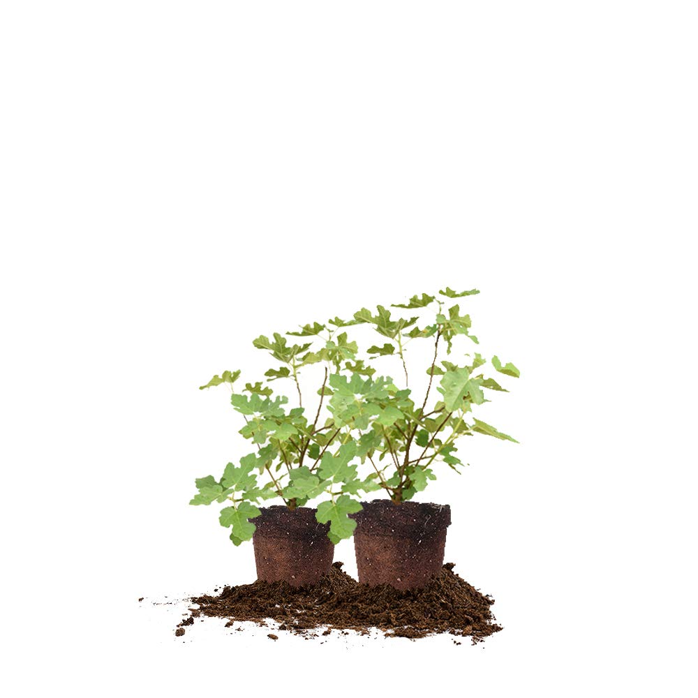 Celeste Fig 2 Pack